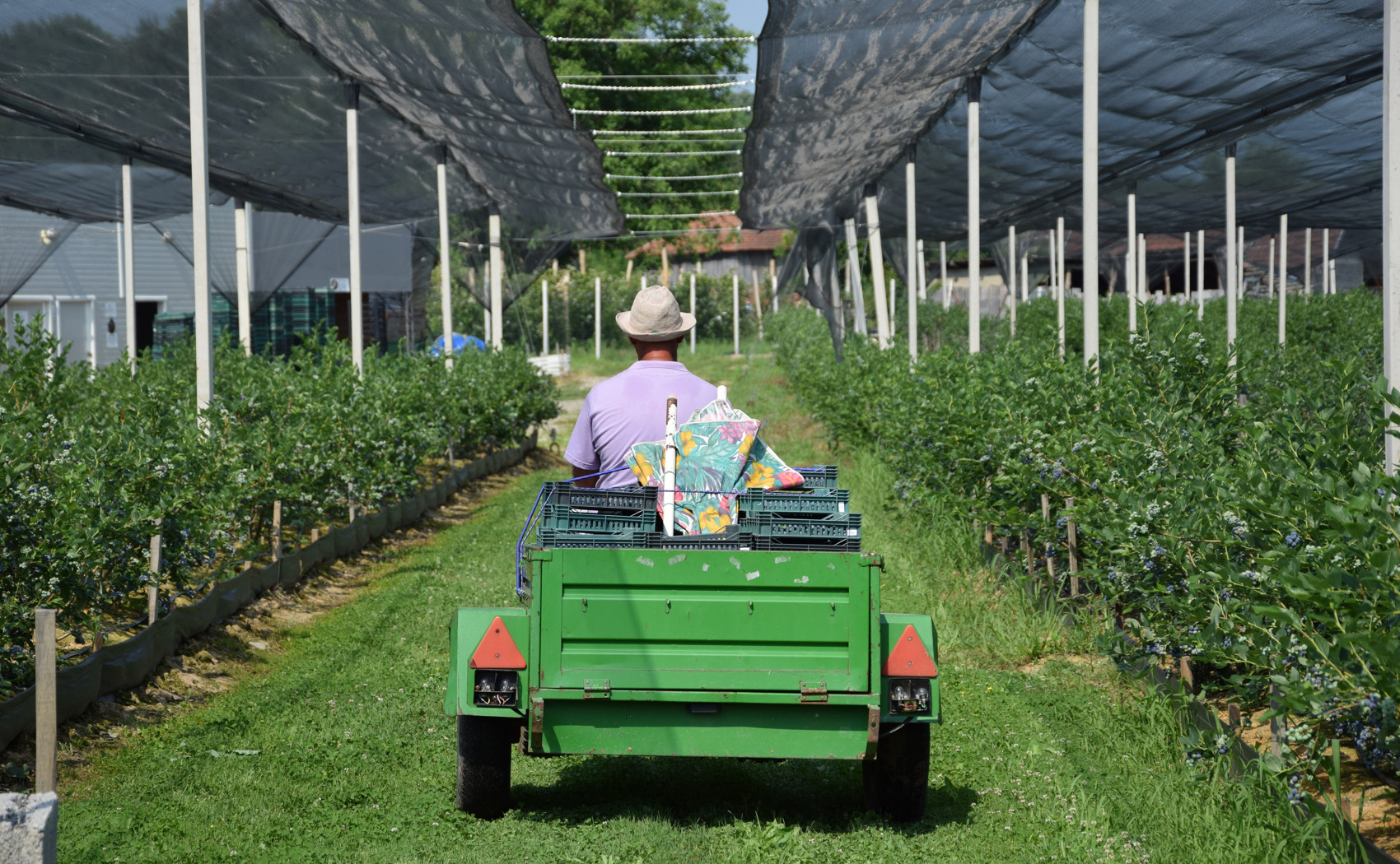 traktor vuce prikolicu sa gajbama zrele borovnice