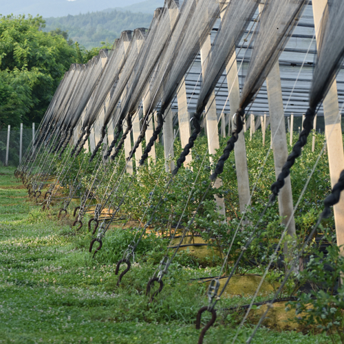 ankeri i celicna uzad protivgradnih mreza na zasadu borovnica