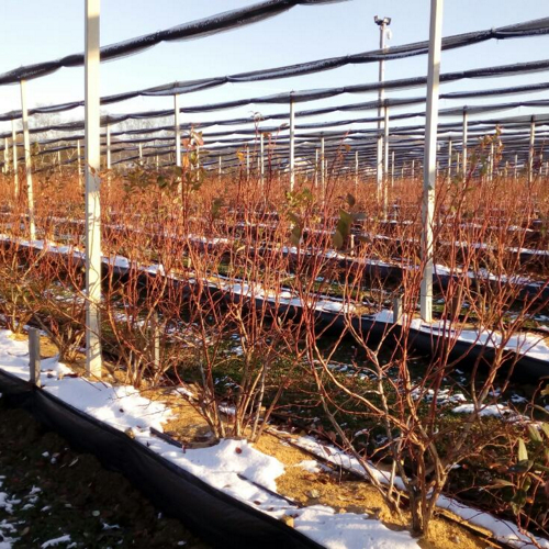 krupne biljke borovnice gateri sneg zimi