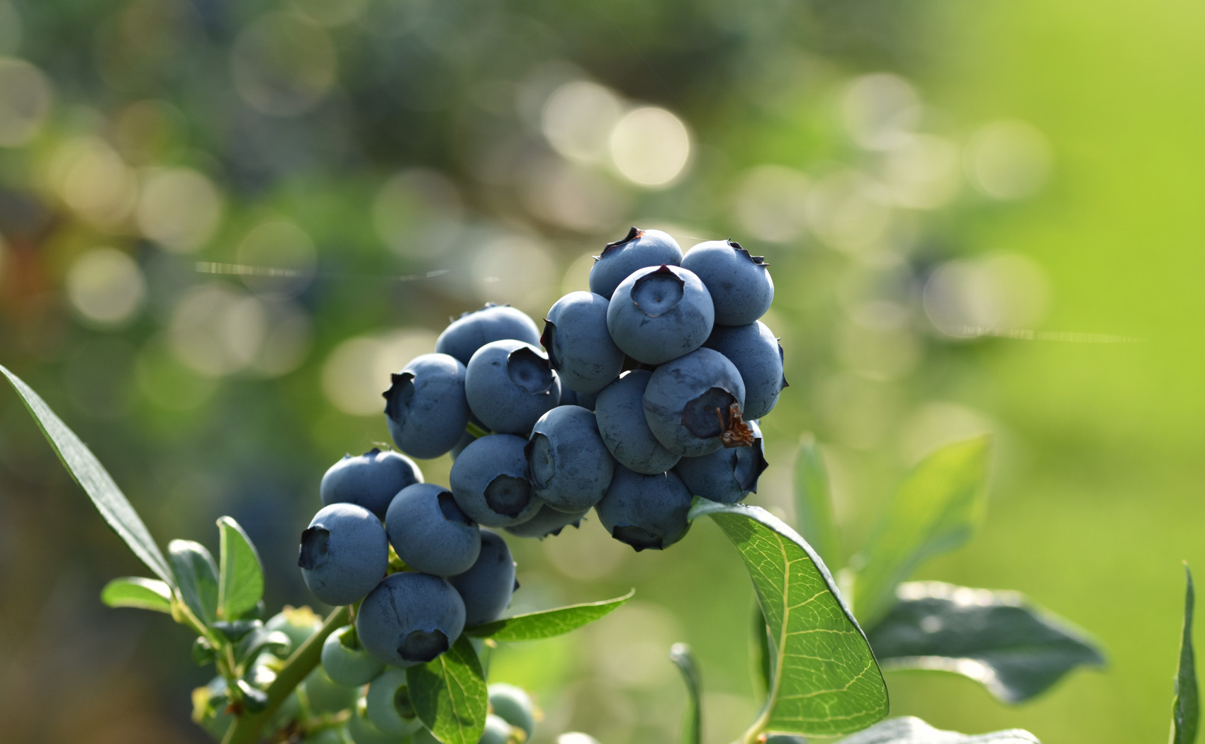 zrela krupna borovnica duke jutro boke