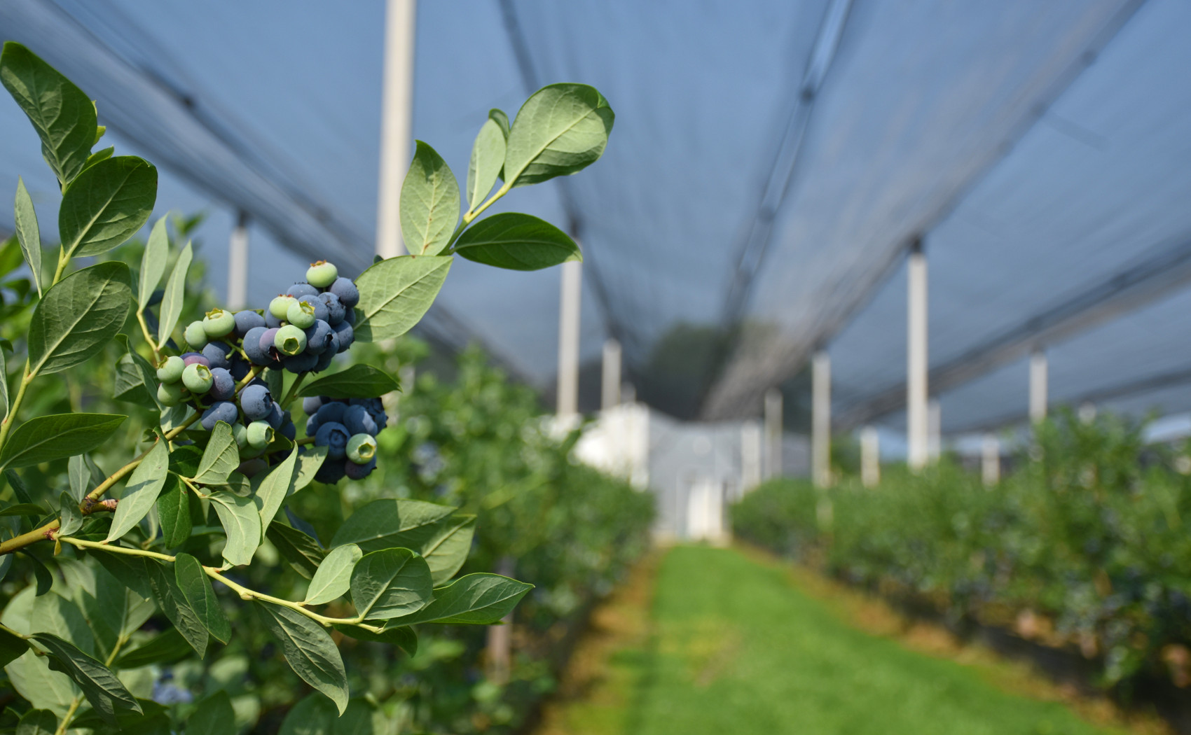 grozdovi borovnica na grani mutna pozadina