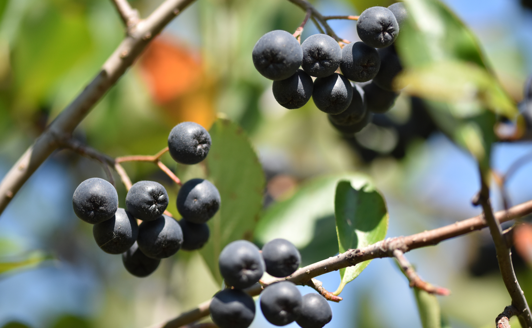 grozdovi zrele aronije vise sa grana