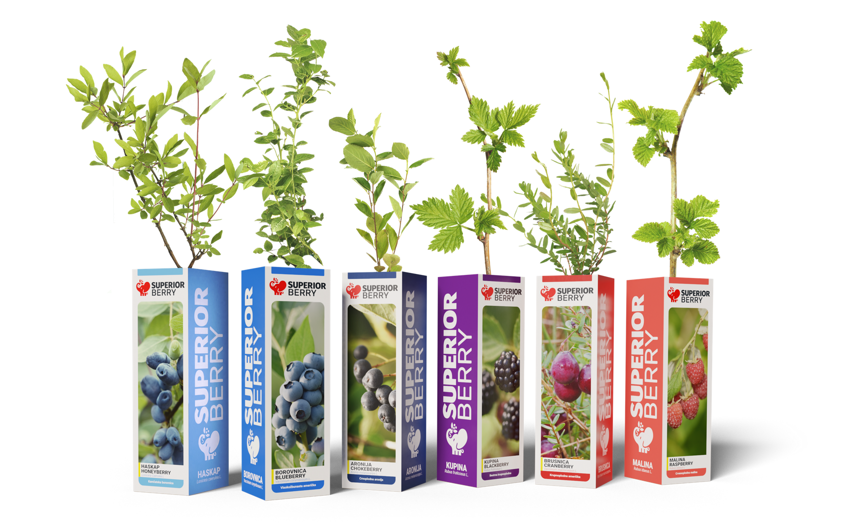 superior berry sadnice bobice u kutijama