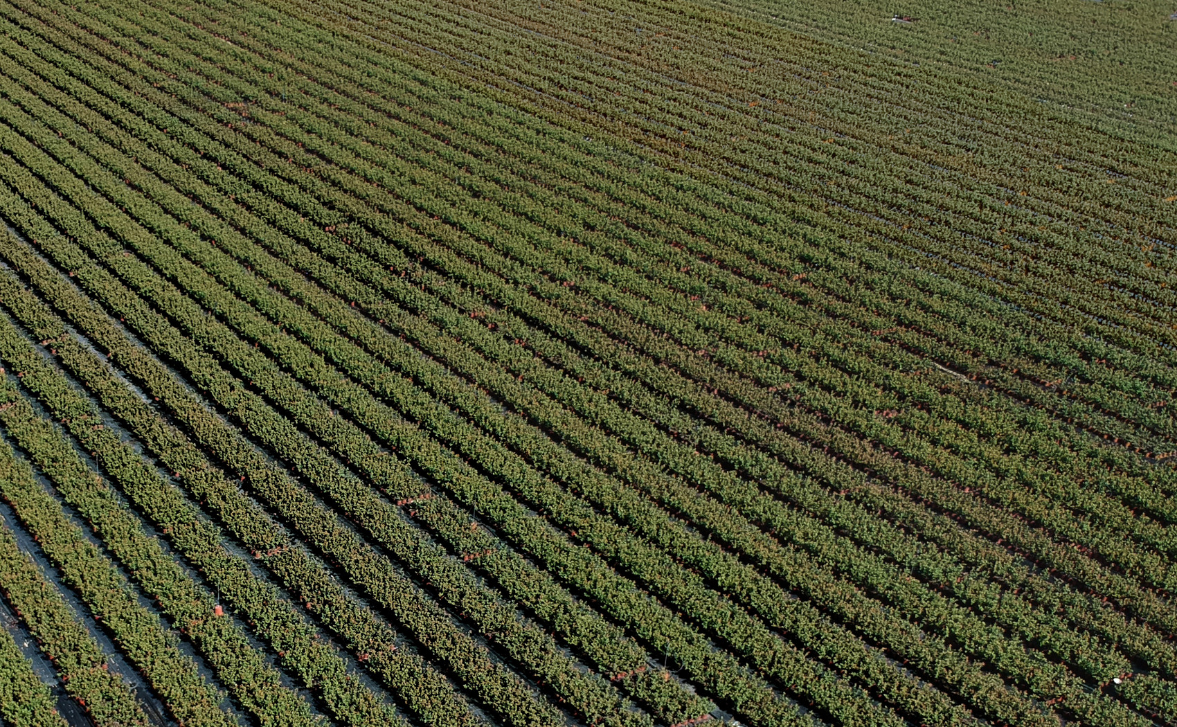 dron foto redovi saksije sadnica borovnica u rasadniku