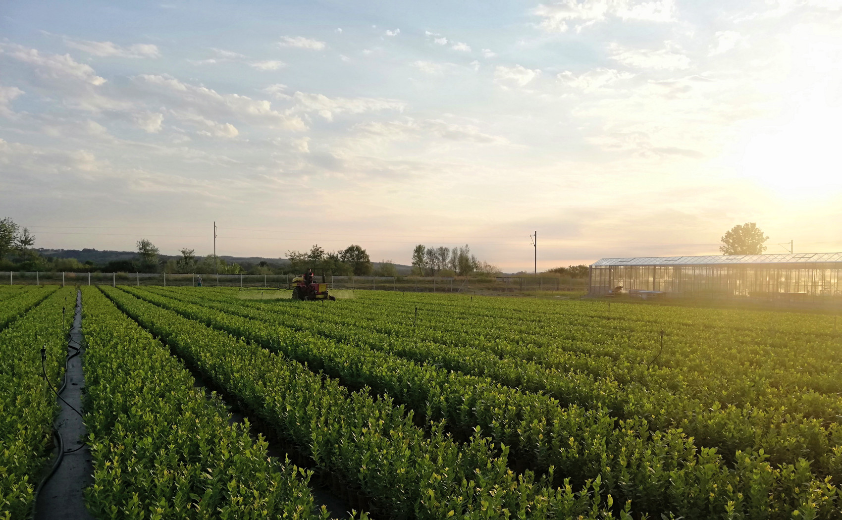 superior rasadnik borovnica jutarnje sunce zalivanje sadnica
