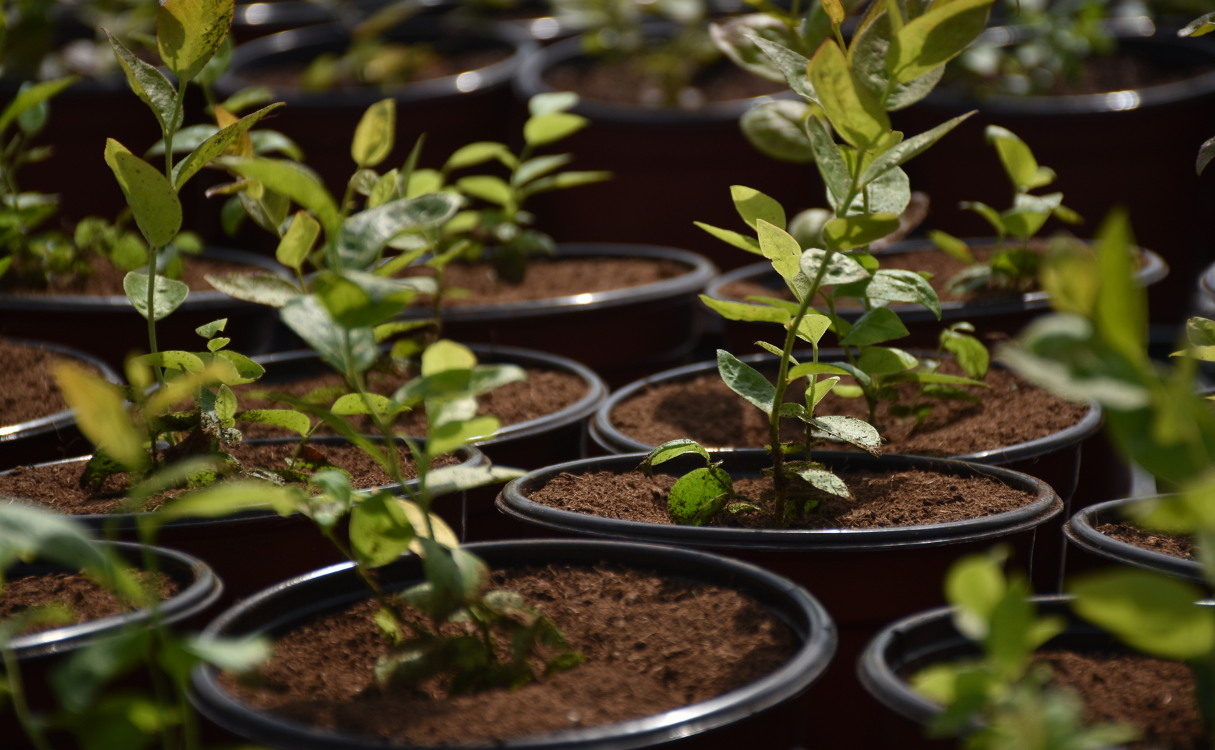 sadnice borovnica u saksijama u rasadniku izbliza