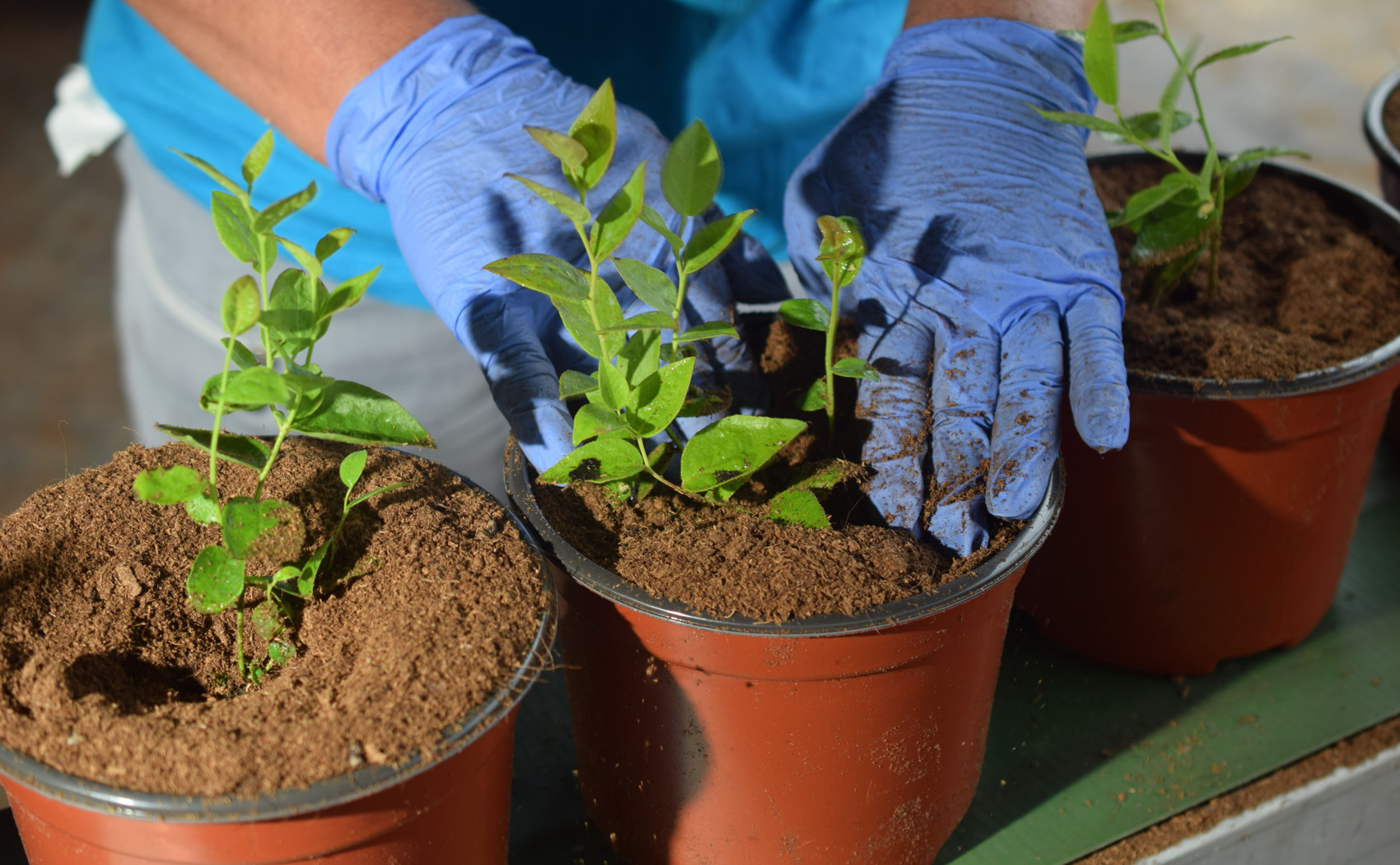 presadnjivanje sadnica borovnice u saksije