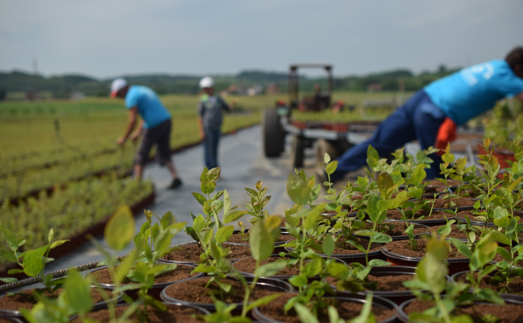 radnici rasporedjuju sadnice borovnica u saksijama u rasadniku
