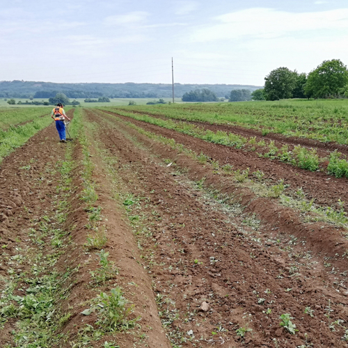 odstranjivanje korova na plantazi borovnica