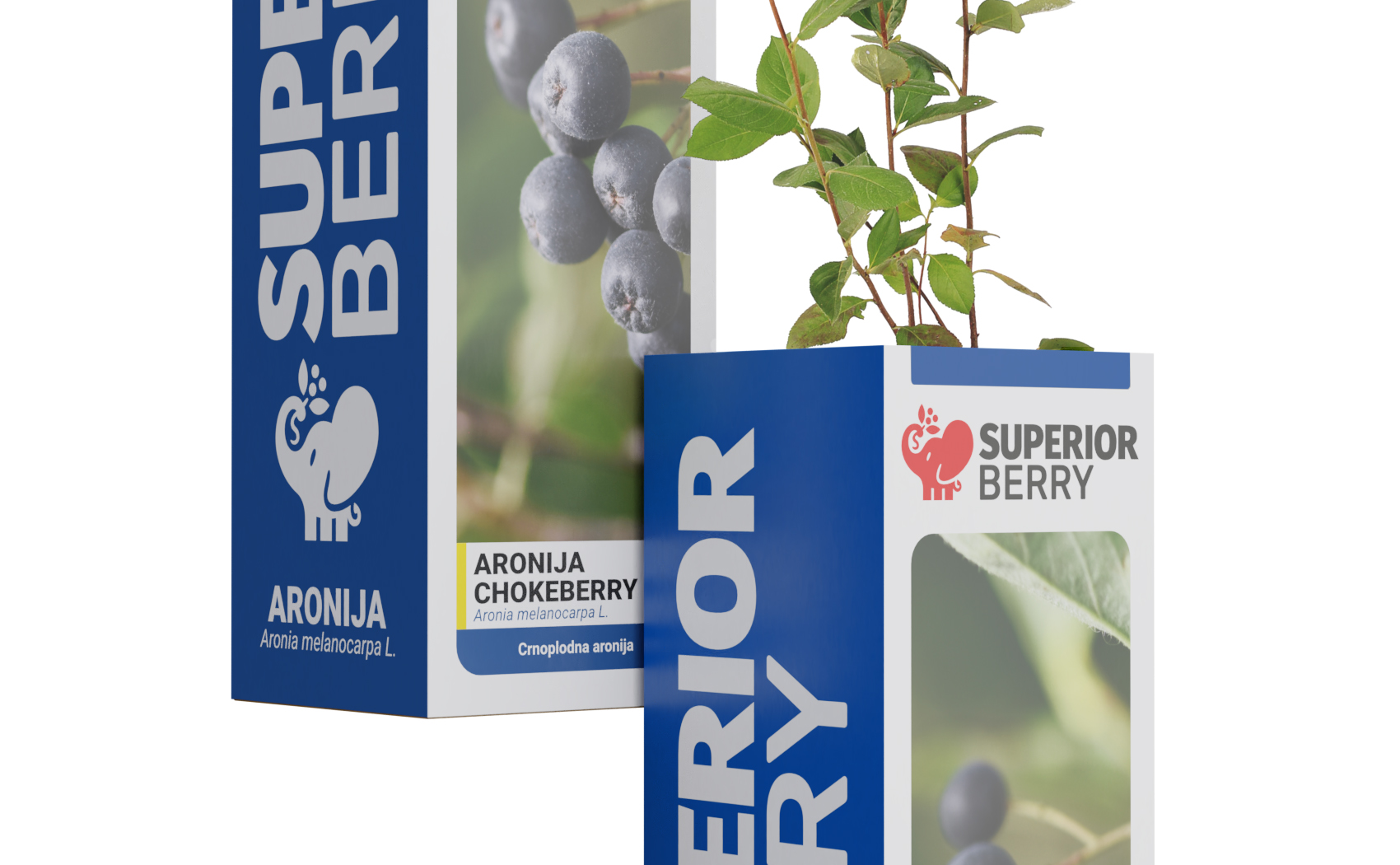 superior berry sadnica aronije kutija