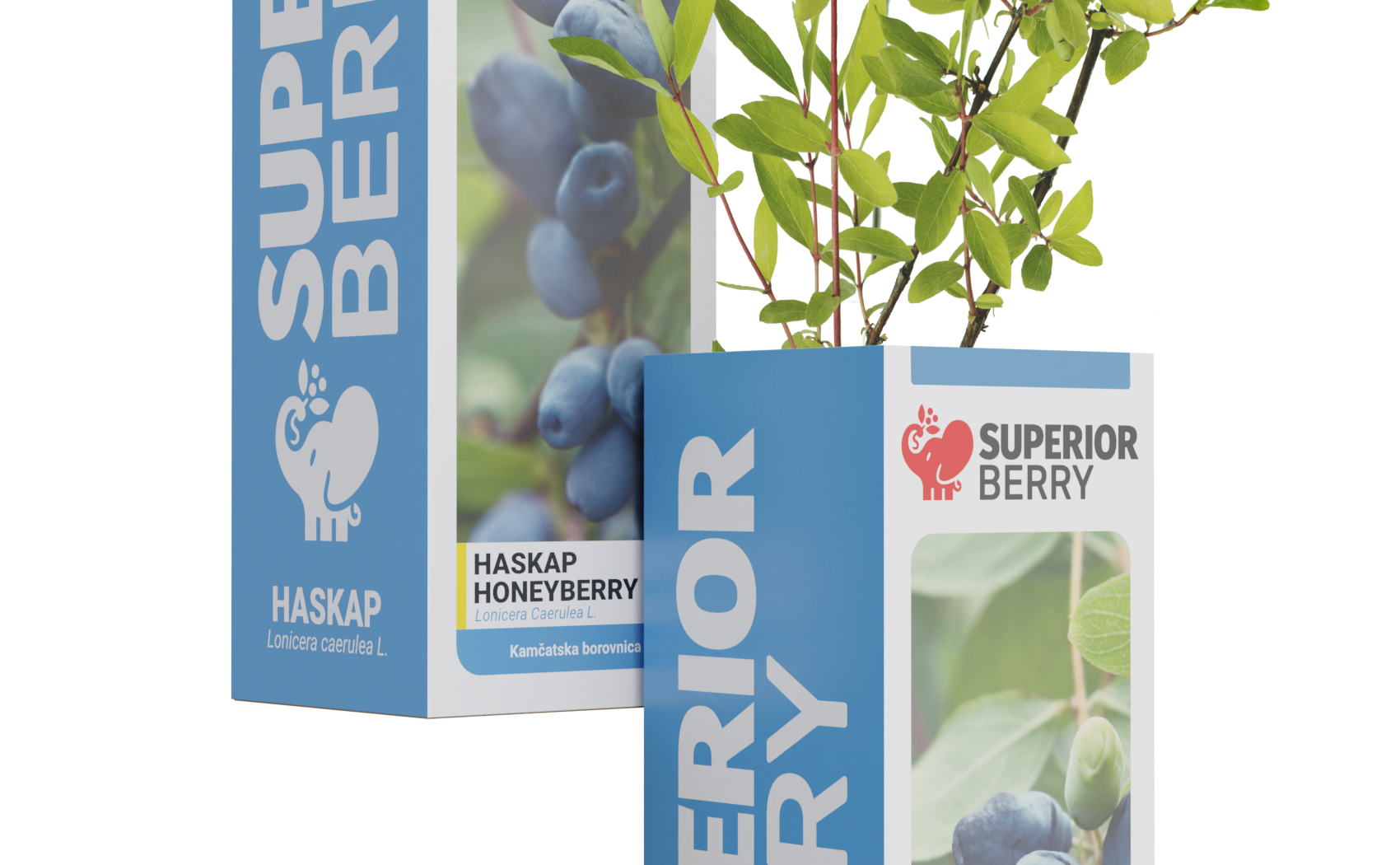 superior berry sadnica haskapa kutija
