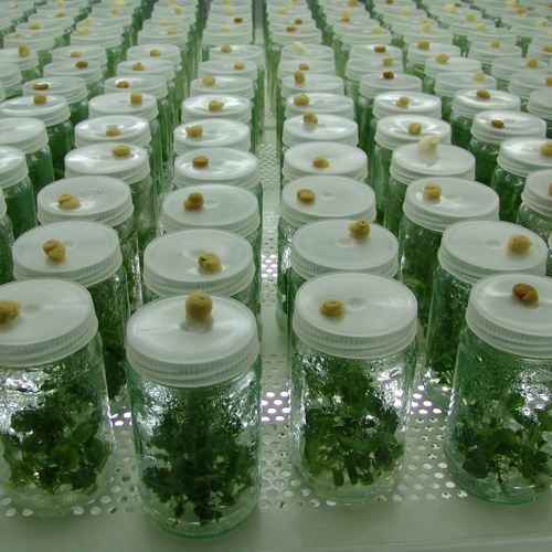 klonovi biljka u teglama u laboratoriji