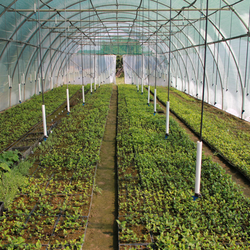 mlade biljke aklimatizacija u plasteniku