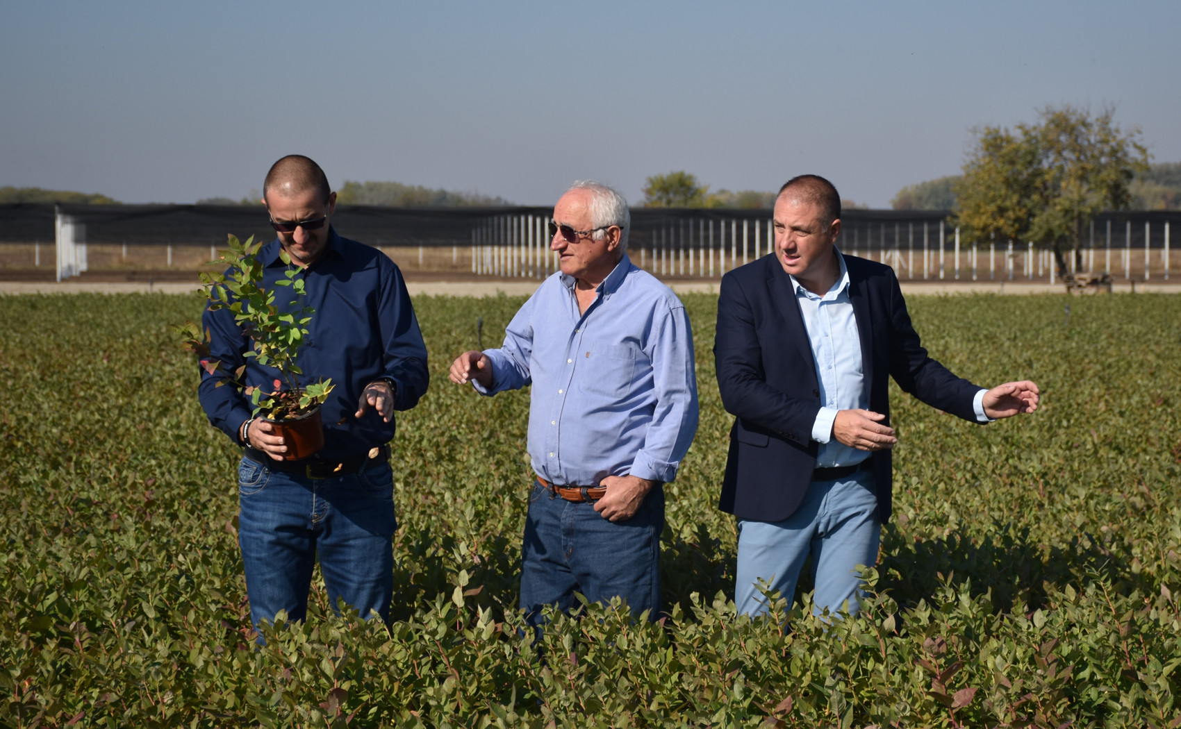 otac i dva sina i sadnice borovnica