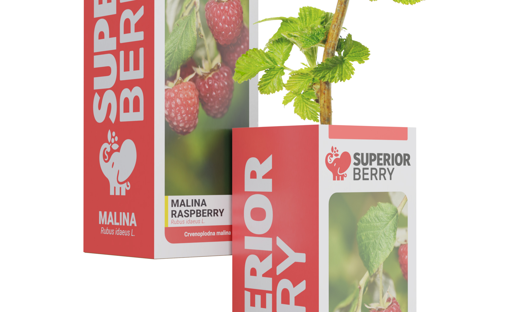 superior berry sadnica maline kutija