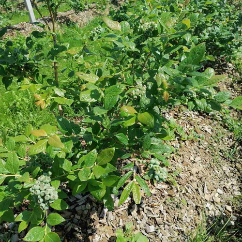 zelene borovnice na biljci