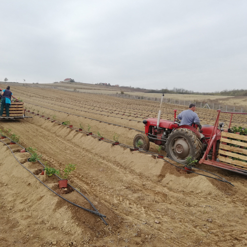 spustanje saksija sadnica borovnica u rupe bankova