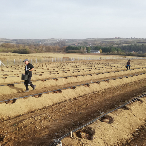 rupe u bankovima za sadnju borovnica