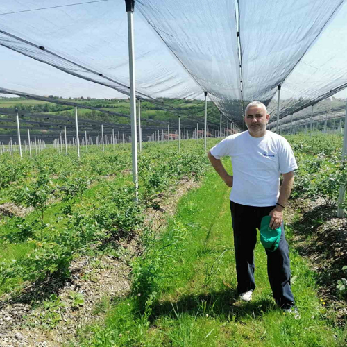 borovnicar na svojoj plantazi borovnica