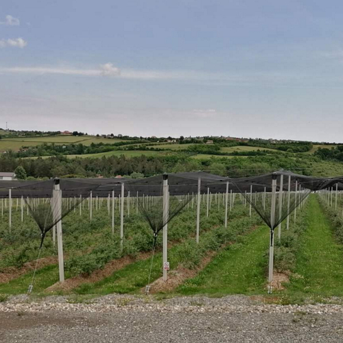 stubovi protivgradne mreze na plantazi borovnica