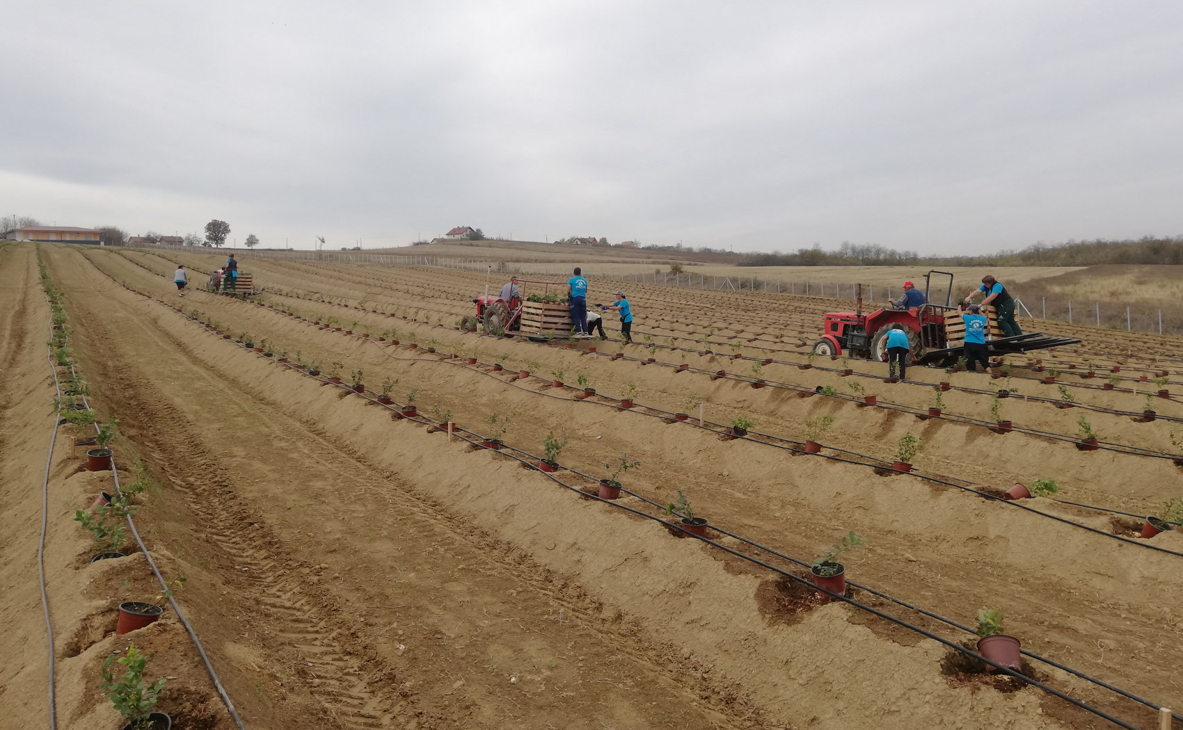 spustanje saksija sadnica borovnica u otvore bankova
