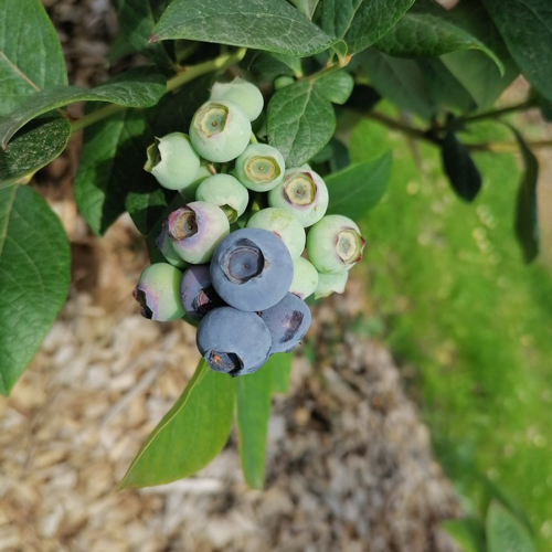 sazrevanje plodovi borovnice