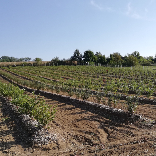 redovi borovnica na bankovima sa piljevinom cetinara