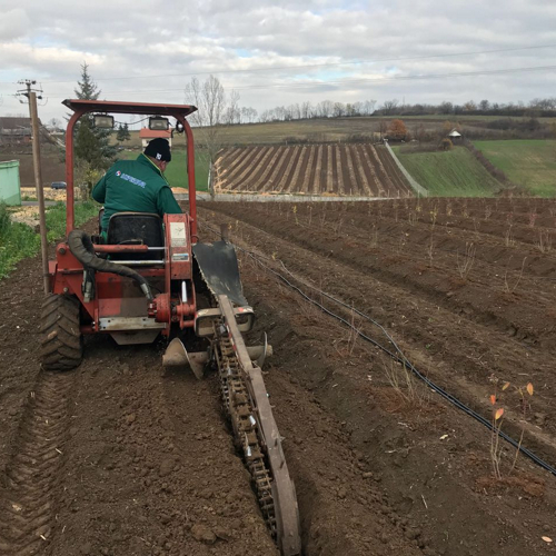 formiranje bankova plantaza borovnica