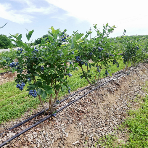 zreli plodovi borovnica na biljci