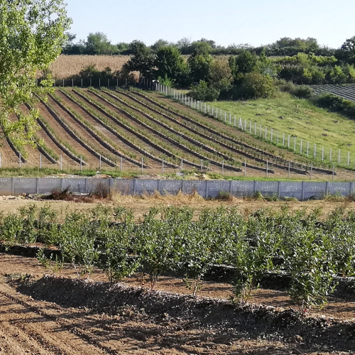 dve susedne plantaze borovnica