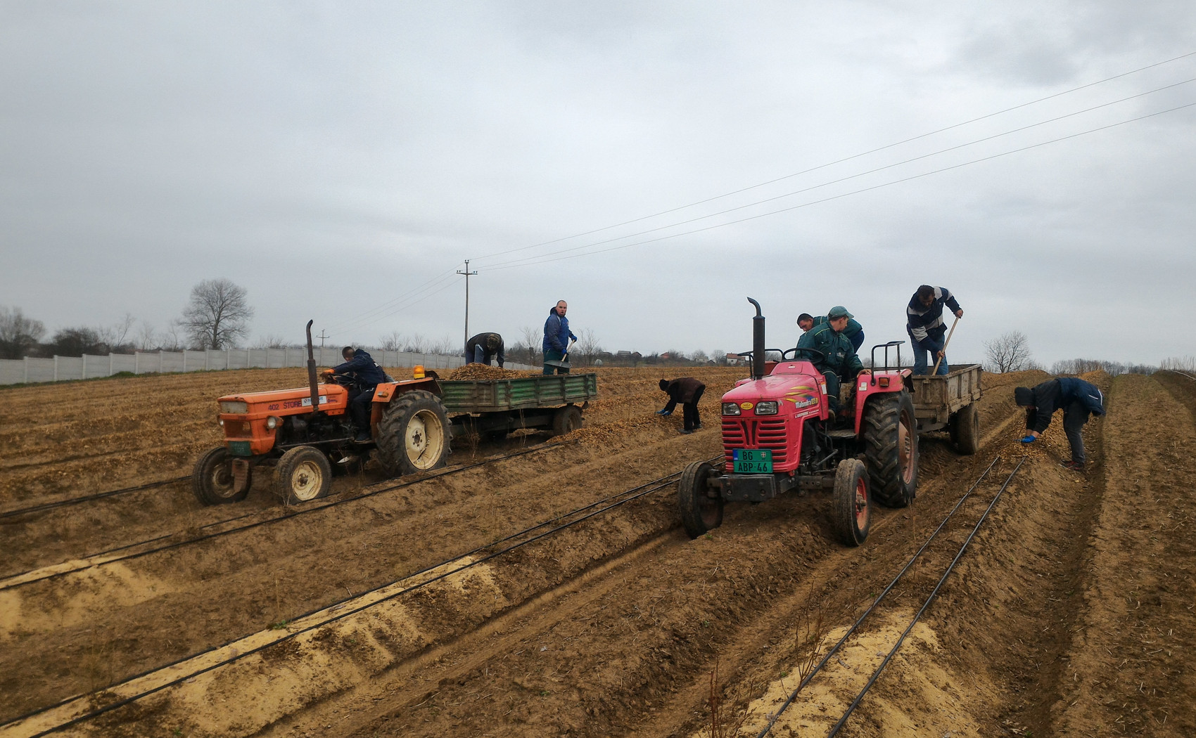 radnici postavljaju mulch na bankove oko borovnica