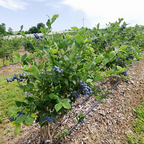 zreli plodovi borovnica na biljci