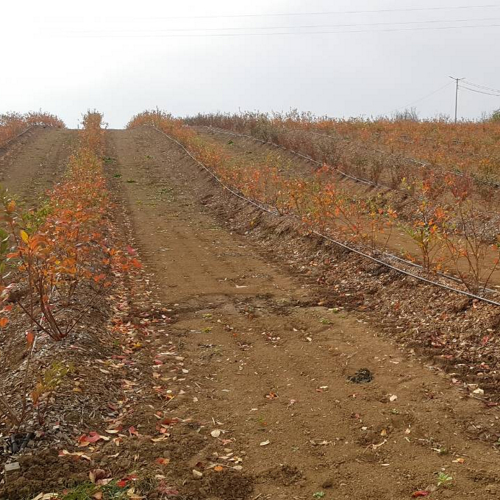 zuto crveno lisce biljke borovnice zima