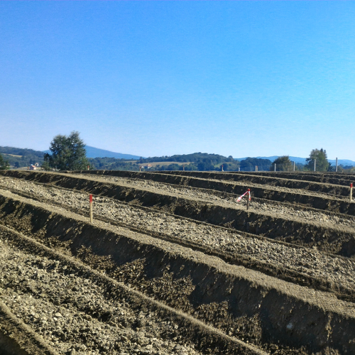 bankovi na plantazi borovnica na padini
