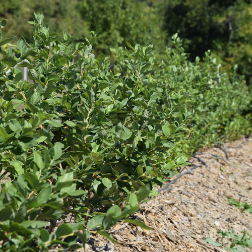 listovi mladih biljka borovnice