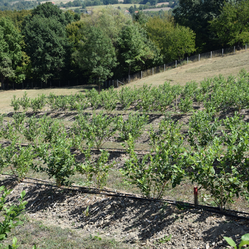 redovi borovnica na padini
