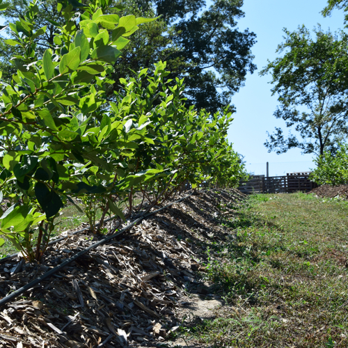biljke borovnice banak piljevina cetinara navodnjavanje