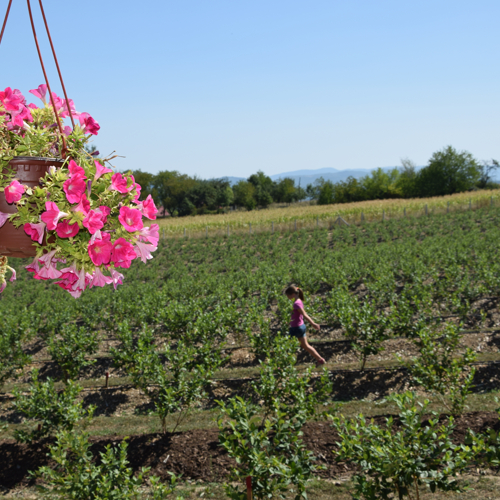 devojcica seta na plantazi borovnica