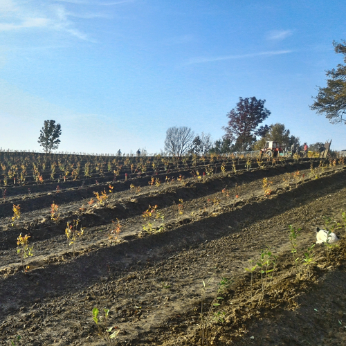 mlade biljke borovnice na zasadu