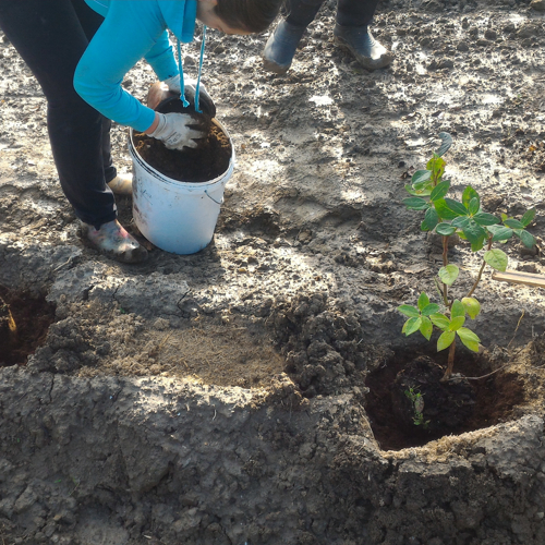 radnica sipa supstrat u otvor oko sadnice borovnice