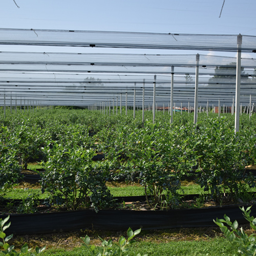 bujne biljke borovnice u gaterima