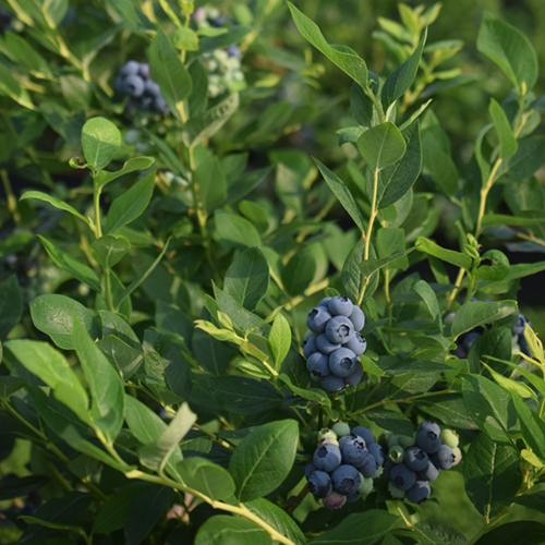 grozdovi zrele borovnice medju liscem