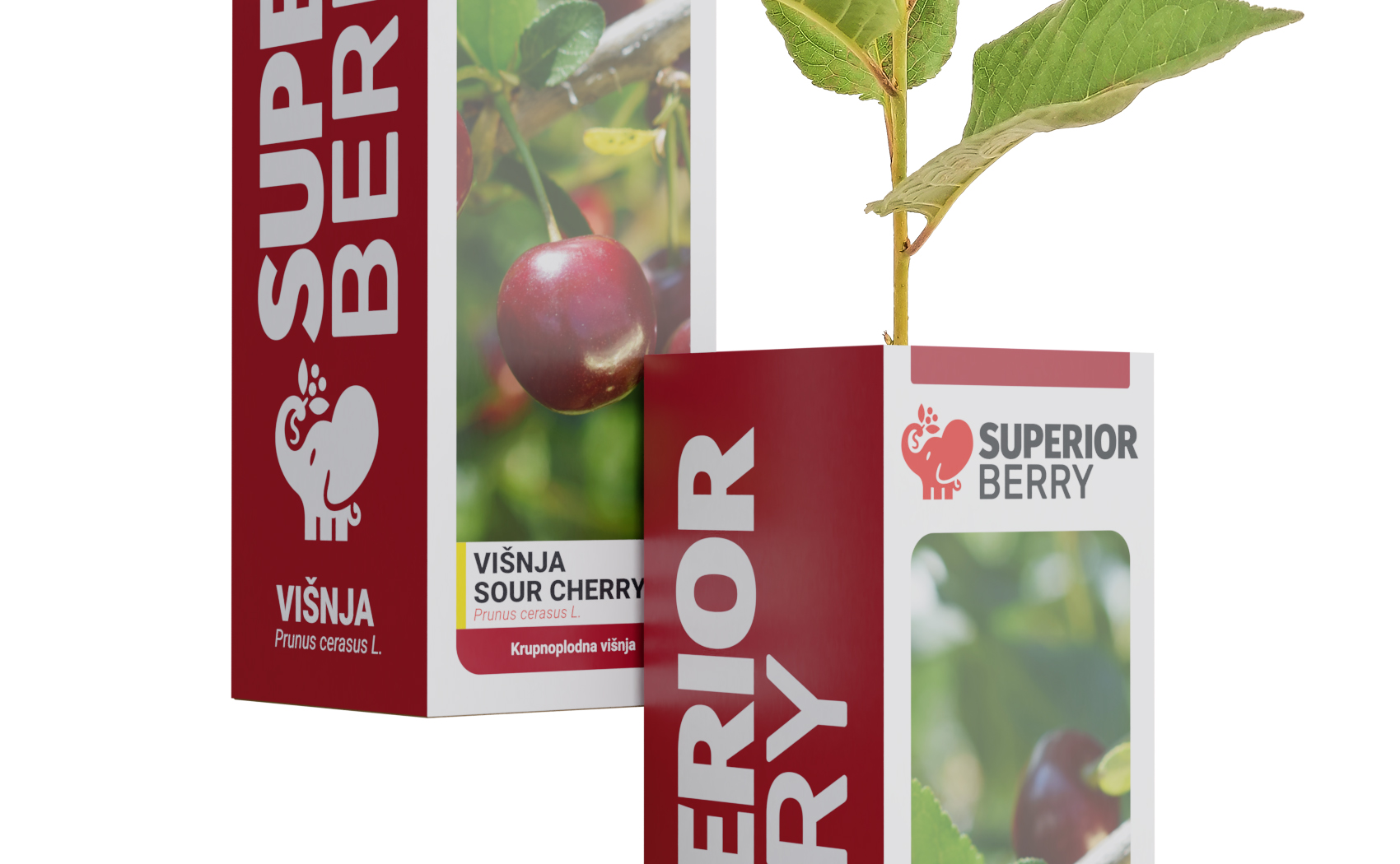 superior berry sadnica visnje kutija